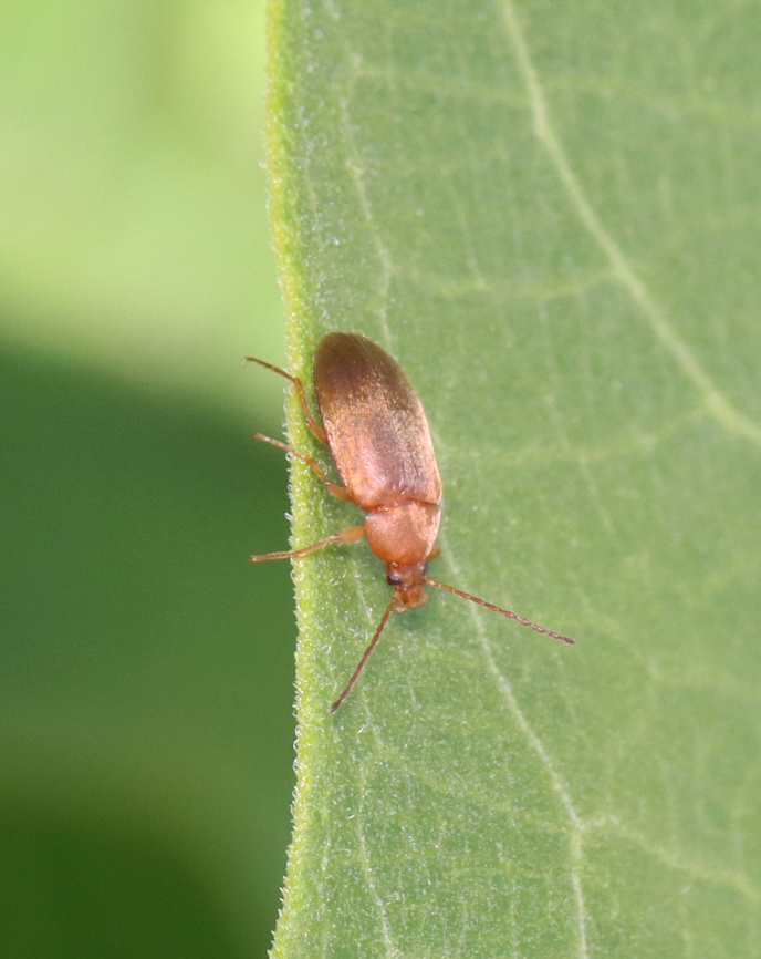 Beetle - Isomira sericea TL: ~ 5 mm. Elongate; brownish elytra with pubescence.<br />
<br />
Habitat: Mixed forest Geotagged,Isomira,Isomira sericea,Summer,Tenebrionidae,United States,beetle