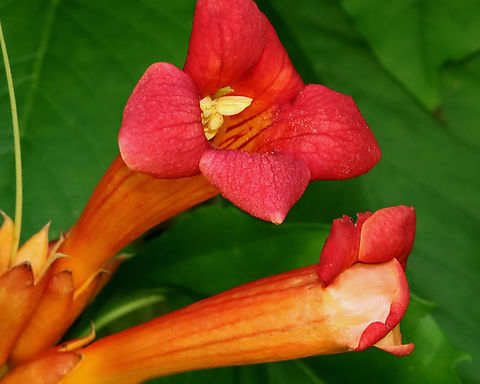 American Trumpet Vine - Campsis radicans I first saw this species growing in a garden and then, while I was hiking, I spotted it growing wild at the edge of a meadow/forest. I'm guessing it escaped cultivation.

Habitat: Meadow/forest edge
https://www.jungledragon.com/image/130994/american_trumpet_vine_-_campsis_radicans.html American trumpet vine,Campsis,Campsis radicans,Geotagged,Summer,Trumpet vine,United States