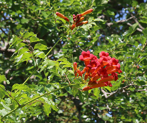 American Trumpet Vine - Campsis radicans I first saw this species growing in a garden and then, while I was hiking, I spotted it growing wild at the edge of a meadow/forest. I'm guessing it escaped cultivation.

Habitat: Meadow/forest edge
https://www.jungledragon.com/image/130993/american_trumpet_vine_-_campsis_radicans.html Campsis radicans,Geotagged,Summer,Trumpet vine,United States