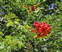 American Trumpet Vine - Campsis radicans I first saw this species growing in a garden and then, while I was hiking, I spotted it growing wild at the edge of a meadow/forest. I'm guessing it escaped cultivation.<br />
<br />
Habitat: Meadow/forest edge<br />
https://www.jungledragon.com/image/130993/american_trumpet_vine_-_campsis_radicans.html Campsis radicans,Geotagged,Summer,Trumpet vine,United States
