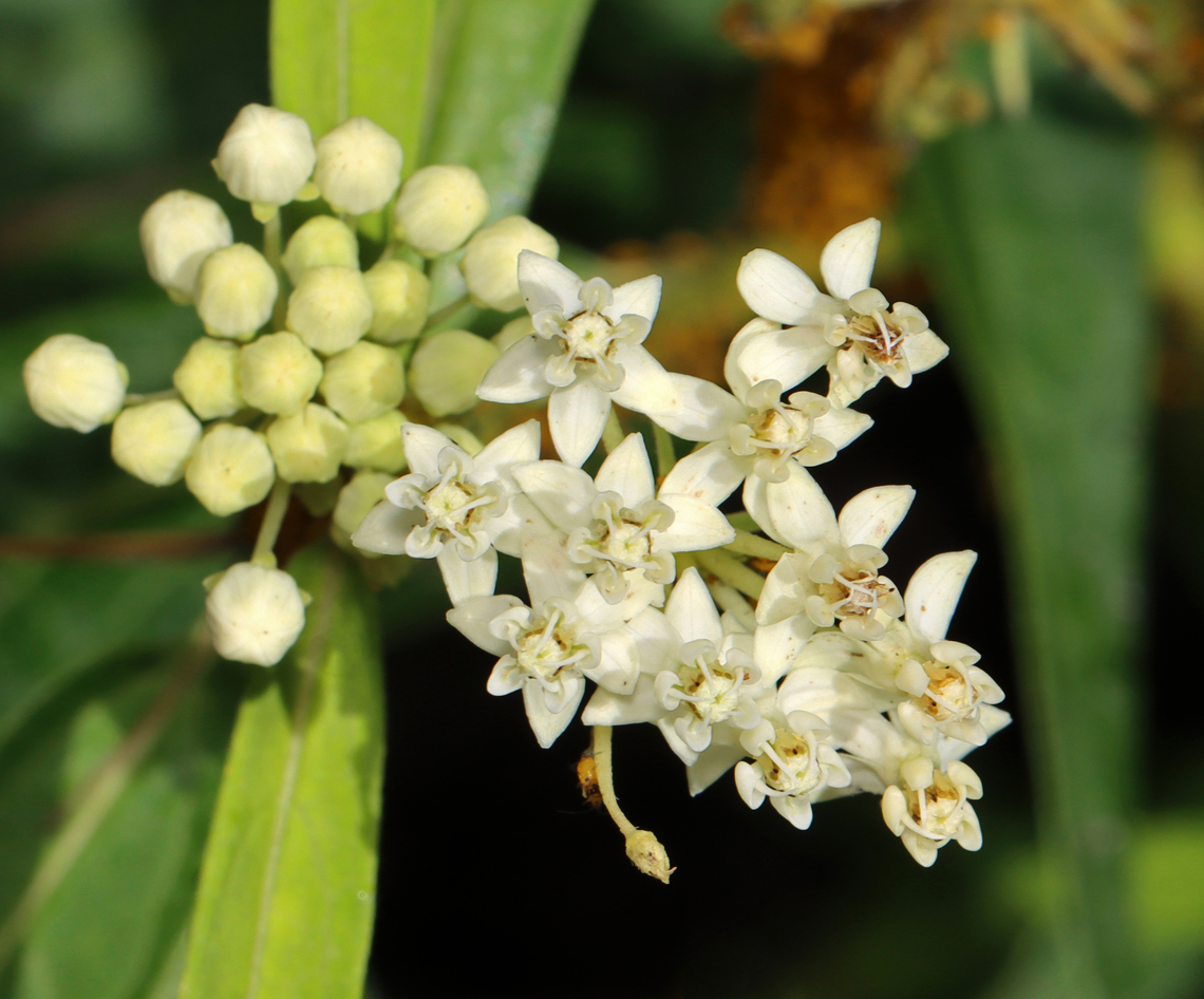 Swamp milkweed - Asclepias incarnata This was my first time seeing a white variety.<br />
<br />
Habitat: Meadow Asclepias,Asclepias incarnata,Geotagged,Summer,Swamp milkweed,United States,milkweed