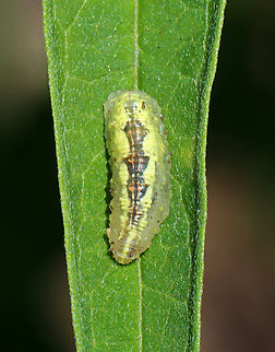 Syrphid Larva - Tribe Syrphini, Syrphus sp. Habitat: Garden Geotagged,Summer,Syrphid larva,Syrphini,Syrphus,United States,larva,syrphidae