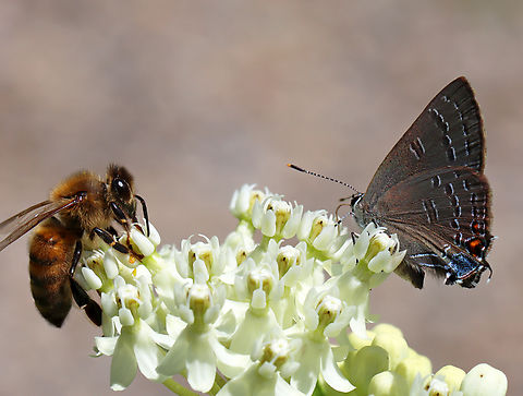 Banded Hairstreak (Satyrium calanus) with Honey Bee (Apis mellifera) on Swamp Milkweed (Asclepias incarnata) The milkweed was quite popular.

Habitat: Meadow Asclepias incarnata,Banded hairstreak,Geotagged,Lycaenidae,Satyrium calanus,Summer,United States,apis,apis mellifera,butterfly,hairstreak,honey bee,milkweed,satyrium
