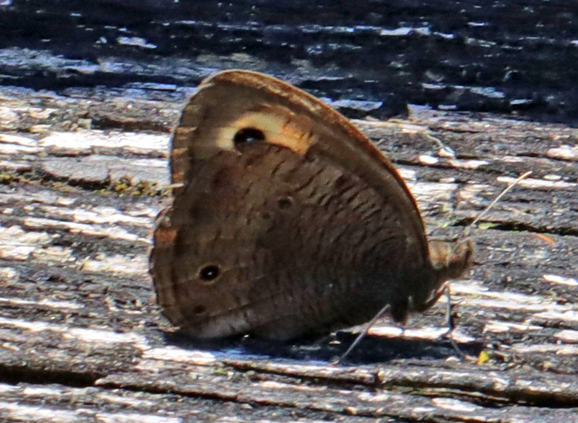 Common Wood-nymph - Cercyonis pegala Terrible photo, but I wanted to share it because this species (although globally secure) is rare in my area. This is only the 2nd time I've seen it in ~15 years.<br />
<br />
Habitat: Resting on a wooden fence bordering a field Butterfly,Cercyonis pegala,Geotagged,Nymphalidae,Summer,United States,cercyonis,common wood nymph