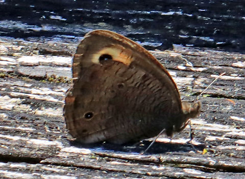 Common Wood-nymph - Cercyonis pegala Terrible photo, but I wanted to share it because this species (although globally secure) is rare in my area. This is only the 2nd time I've seen it in ~15 years.

Habitat: Resting on a wooden fence bordering a field Butterfly,Cercyonis pegala,Geotagged,Nymphalidae,Summer,United States,cercyonis,common wood nymph