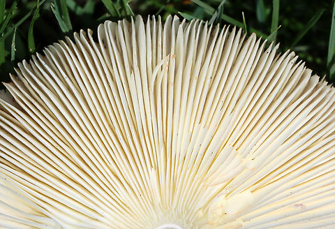 Reddening Lepiota - Leucoagaricus americanus Habitat: Growing in grass beside a mixed forest
https://www.jungledragon.com/image/131084/reddening_lepiota_-_leucoagaricus_americanus.html Geotagged,Leucoagaricus americanus,Reddening Lepiota,Summer,United States