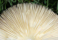 Reddening Lepiota - Leucoagaricus americanus Habitat: Growing in grass beside a mixed forest<br />
https://www.jungledragon.com/image/131084/reddening_lepiota_-_leucoagaricus_americanus.html Geotagged,Leucoagaricus americanus,Reddening Lepiota,Summer,United States