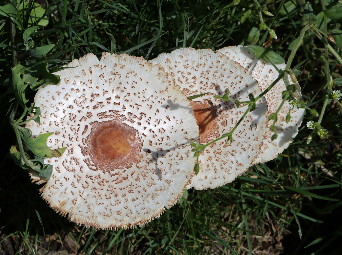 Reddening Lepiota - Leucoagaricus americanus Habitat: Growing in grass beside a mixed forest<br />
<figure class="photo"><a href="https://www.jungledragon.com/image/131083/reddening_lepiota_-_leucoagaricus_americanus.html" title="Reddening Lepiota - Leucoagaricus americanus"><img src="https://s3.amazonaws.com/media.jungledragon.com/images/3232/131083_thumb.jpg?AWSAccessKeyId=05GMT0V3GWVNE7GGM1R2&Expires=1769040010&Signature=iiKBM03y2BdmejJS4rLSSaUSg%2Fk%3D" width="200" height="138" alt="Reddening Lepiota - Leucoagaricus americanus Habitat: Growing in grass beside a mixed forest<br />
https://www.jungledragon.com/image/131084/reddening_lepiota_-_leucoagaricus_americanus.html Geotagged,Leucoagaricus americanus,Reddening Lepiota,Summer,United States" /></a></figure> Geotagged,Leucoagaricus,Leucoagaricus americanus,Reddening Lepiota,Summer,United States,fungus,mushroom