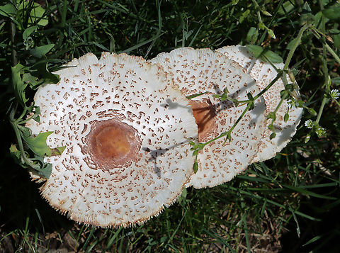 Reddening Lepiota - Leucoagaricus americanus Habitat: Growing in grass beside a mixed forest
https://www.jungledragon.com/image/131083/reddening_lepiota_-_leucoagaricus_americanus.html Geotagged,Leucoagaricus,Leucoagaricus americanus,Reddening Lepiota,Summer,United States,fungus,mushroom