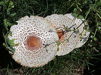 Reddening Lepiota - Leucoagaricus americanus Habitat: Growing in grass beside a mixed forest<br />
https://www.jungledragon.com/image/131083/reddening_lepiota_-_leucoagaricus_americanus.html Geotagged,Leucoagaricus,Leucoagaricus americanus,Reddening Lepiota,Summer,United States,fungus,mushroom