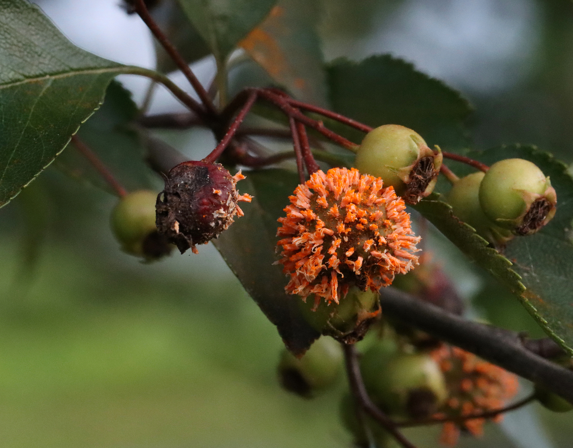 Cedar-Quince Rust - Gymnosporangium clavipes Habitat: Growing on a tree in my neighborhood Geotagged,Gymnosporangium,Gymnosporangium clavipes,Summer,United States,fungus,rust