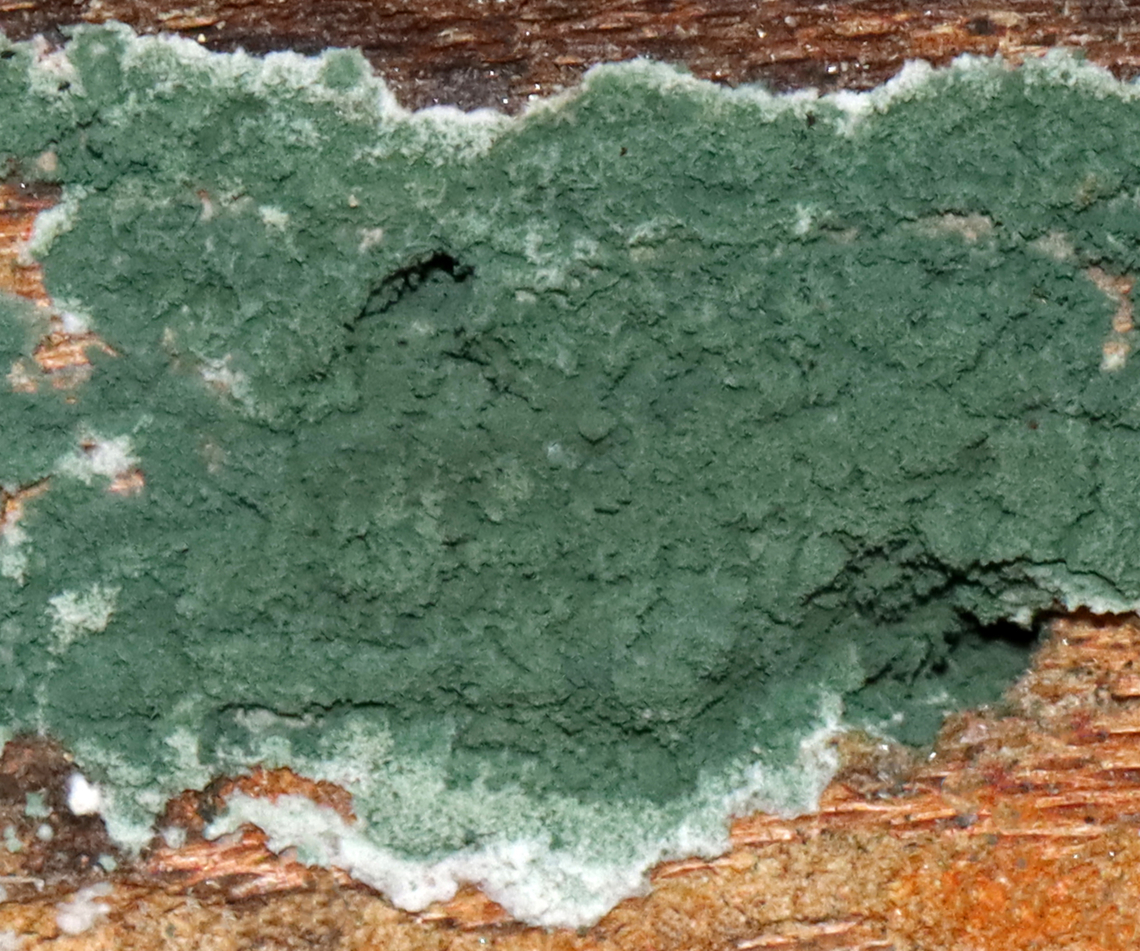 Fungus - Trichoderma viride This fungus is the anamorph of Hypocrea rufa (the teleomorph), which is the reproductive stage and produces a typical fruiting body.<br />
<br />
*Species ID is likely, but tentative<br />
<br />
Habitat: Decorticated, rotting wood Geotagged,Summer,Trichoderma,Trichoderma viride,United States,anamorph,biofungicide,fungus