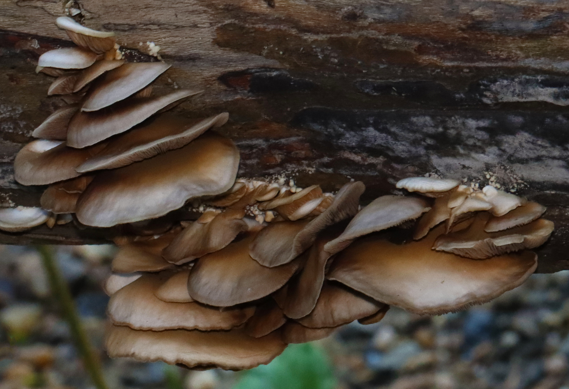 Soft Slipper - Crepidotus mollis Habitat: Rotting log; mixed forest<br />
<figure class="photo"><a href="https://www.jungledragon.com/image/131102/soft_slipper_-_crepidotus_mollis.html" title="Soft Slipper - Crepidotus mollis"><img src="https://s3.amazonaws.com/media.jungledragon.com/images/3232/131102_thumb.jpg?AWSAccessKeyId=05GMT0V3GWVNE7GGM1R2&Expires=1759968010&Signature=1TMiUmwMpjMK4FodX4kbvcmY6XE%3D" width="200" height="138" alt="Soft Slipper - Crepidotus mollis Habitat: Rotting log; mixed forest<br />
https://www.jungledragon.com/image/131102/soft_slipper_-_crepidotus_mollis.html<br />
https://www.jungledragon.com/image/131104/soft_slipper_-_crepidotus_mollis.html<br />
https://www.jungledragon.com/image/131103/soft_slipper_-_crepidotus_mollis.html Crepidotus,Crepidotus mollis,Geotagged,Soft Slipper,Summer,United States,fungus" /></a></figure><br />
<figure class="photo"><a href="https://www.jungledragon.com/image/131104/soft_slipper_-_crepidotus_mollis.html" title="Soft Slipper - Crepidotus mollis"><img src="https://s3.amazonaws.com/media.jungledragon.com/images/3232/131104_thumb.jpg?AWSAccessKeyId=05GMT0V3GWVNE7GGM1R2&Expires=1759968010&Signature=Dvf5i%2BouNIjiZrNT%2FOhAscFsd0M%3D" width="200" height="160" alt="Soft Slipper - Crepidotus mollis This is a lesson in look before you touch. After photographing the tops of these mushrooms, I reached underneath to flip one up to see the gills and grabbed slime, slugs, and millipedes. I still cringe thinking about it.<br />
<br />
<br />
Habitat: Rotting log; mixed forest<br />
https://www.jungledragon.com/image/131102/soft_slipper_-_crepidotus_mollis.html<br />
https://www.jungledragon.com/image/131104/soft_slipper_-_crepidotus_mollis.html<br />
https://www.jungledragon.com/image/131103/soft_slipper_-_crepidotus_mollis.html Crepidotus mollis,Geotagged,Soft Slipper,Summer,United States" /></a></figure><br />
<figure class="photo"><a href="https://www.jungledragon.com/image/131103/soft_slipper_-_crepidotus_mollis.html" title="Soft Slipper - Crepidotus mollis"><img src="https://s3.amazonaws.com/media.jungledragon.com/images/3232/131103_thumb.jpg?AWSAccessKeyId=05GMT0V3GWVNE7GGM1R2&Expires=1759968010&Signature=DMiQtTuJbqM2ZzlJLeP3aWlIlBA%3D" width="200" height="144" alt="Soft Slipper - Crepidotus mollis Habitat: Rotting log; mixed forest<br />
https://www.jungledragon.com/image/131102/soft_slipper_-_crepidotus_mollis.html<br />
https://www.jungledragon.com/image/131104/soft_slipper_-_crepidotus_mollis.html<br />
https://www.jungledragon.com/image/131103/soft_slipper_-_crepidotus_mollis.html Crepidotus mollis,Geotagged,Soft Slipper,Summer,United States" /></a></figure> Crepidotus,Crepidotus mollis,Geotagged,Soft Slipper,Summer,United States,fungus