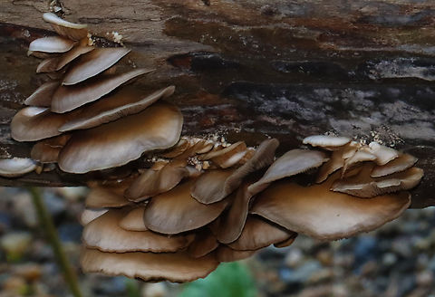 Soft Slipper - Crepidotus mollis Habitat: Rotting log; mixed forest
https://www.jungledragon.com/image/131102/soft_slipper_-_crepidotus_mollis.html
https://www.jungledragon.com/image/131104/soft_slipper_-_crepidotus_mollis.html
https://www.jungledragon.com/image/131103/soft_slipper_-_crepidotus_mollis.html Crepidotus,Crepidotus mollis,Geotagged,Soft Slipper,Summer,United States,fungus