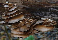 Soft Slipper - Crepidotus mollis Habitat: Rotting log; mixed forest<br />
https://www.jungledragon.com/image/131102/soft_slipper_-_crepidotus_mollis.html<br />
https://www.jungledragon.com/image/131104/soft_slipper_-_crepidotus_mollis.html<br />
https://www.jungledragon.com/image/131103/soft_slipper_-_crepidotus_mollis.html Crepidotus,Crepidotus mollis,Geotagged,Soft Slipper,Summer,United States,fungus