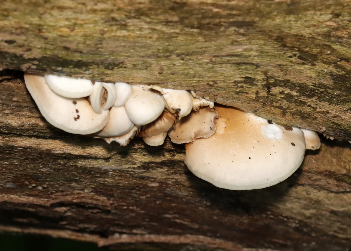 Soft Slipper - Crepidotus mollis Habitat: Rotting log; mixed forest<br />
<figure class="photo"><a href="https://www.jungledragon.com/image/131102/soft_slipper_-_crepidotus_mollis.html" title="Soft Slipper - Crepidotus mollis"><img src="https://s3.amazonaws.com/media.jungledragon.com/images/3232/131102_thumb.jpg?AWSAccessKeyId=05GMT0V3GWVNE7GGM1R2&Expires=1759968010&Signature=1TMiUmwMpjMK4FodX4kbvcmY6XE%3D" width="200" height="138" alt="Soft Slipper - Crepidotus mollis Habitat: Rotting log; mixed forest<br />
https://www.jungledragon.com/image/131102/soft_slipper_-_crepidotus_mollis.html<br />
https://www.jungledragon.com/image/131104/soft_slipper_-_crepidotus_mollis.html<br />
https://www.jungledragon.com/image/131103/soft_slipper_-_crepidotus_mollis.html Crepidotus,Crepidotus mollis,Geotagged,Soft Slipper,Summer,United States,fungus" /></a></figure><br />
<figure class="photo"><a href="https://www.jungledragon.com/image/131104/soft_slipper_-_crepidotus_mollis.html" title="Soft Slipper - Crepidotus mollis"><img src="https://s3.amazonaws.com/media.jungledragon.com/images/3232/131104_thumb.jpg?AWSAccessKeyId=05GMT0V3GWVNE7GGM1R2&Expires=1759968010&Signature=Dvf5i%2BouNIjiZrNT%2FOhAscFsd0M%3D" width="200" height="160" alt="Soft Slipper - Crepidotus mollis This is a lesson in look before you touch. After photographing the tops of these mushrooms, I reached underneath to flip one up to see the gills and grabbed slime, slugs, and millipedes. I still cringe thinking about it.<br />
<br />
<br />
Habitat: Rotting log; mixed forest<br />
https://www.jungledragon.com/image/131102/soft_slipper_-_crepidotus_mollis.html<br />
https://www.jungledragon.com/image/131104/soft_slipper_-_crepidotus_mollis.html<br />
https://www.jungledragon.com/image/131103/soft_slipper_-_crepidotus_mollis.html Crepidotus mollis,Geotagged,Soft Slipper,Summer,United States" /></a></figure><br />
<figure class="photo"><a href="https://www.jungledragon.com/image/131103/soft_slipper_-_crepidotus_mollis.html" title="Soft Slipper - Crepidotus mollis"><img src="https://s3.amazonaws.com/media.jungledragon.com/images/3232/131103_thumb.jpg?AWSAccessKeyId=05GMT0V3GWVNE7GGM1R2&Expires=1759968010&Signature=DMiQtTuJbqM2ZzlJLeP3aWlIlBA%3D" width="200" height="144" alt="Soft Slipper - Crepidotus mollis Habitat: Rotting log; mixed forest<br />
https://www.jungledragon.com/image/131102/soft_slipper_-_crepidotus_mollis.html<br />
https://www.jungledragon.com/image/131104/soft_slipper_-_crepidotus_mollis.html<br />
https://www.jungledragon.com/image/131103/soft_slipper_-_crepidotus_mollis.html Crepidotus mollis,Geotagged,Soft Slipper,Summer,United States" /></a></figure> Crepidotus mollis,Geotagged,Soft Slipper,Summer,United States