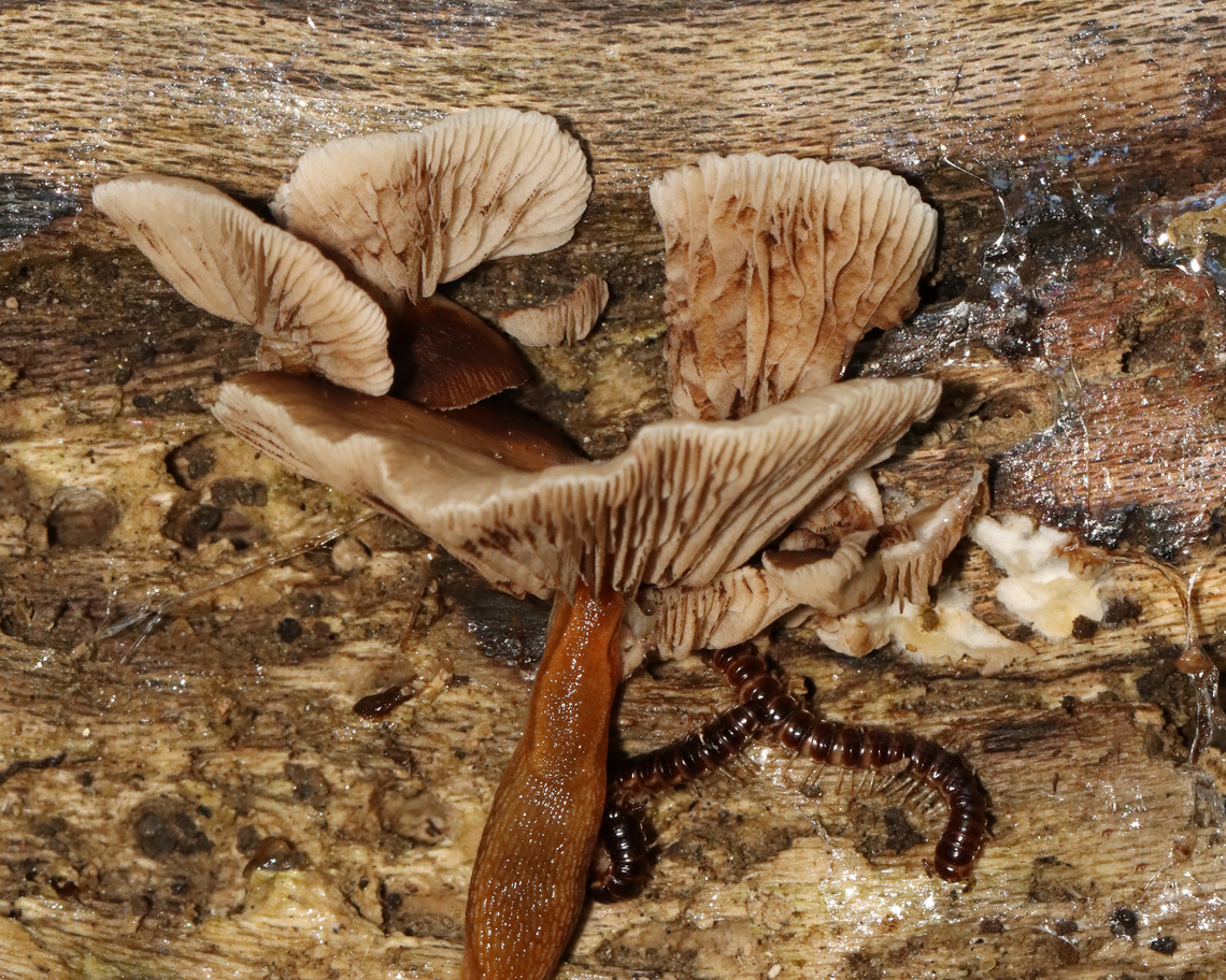 Soft Slipper - Crepidotus mollis This is a lesson in look before you touch. After photographing the tops of these mushrooms, I reached underneath to flip one up to see the gills and grabbed slime, slugs, and millipedes. I still cringe thinking about it.<br />
<br />
<br />
Habitat: Rotting log; mixed forest<br />
<figure class="photo"><a href="https://www.jungledragon.com/image/131102/soft_slipper_-_crepidotus_mollis.html" title="Soft Slipper - Crepidotus mollis"><img src="https://s3.amazonaws.com/media.jungledragon.com/images/3232/131102_thumb.jpg?AWSAccessKeyId=05GMT0V3GWVNE7GGM1R2&Expires=1759968010&Signature=1TMiUmwMpjMK4FodX4kbvcmY6XE%3D" width="200" height="138" alt="Soft Slipper - Crepidotus mollis Habitat: Rotting log; mixed forest<br />
https://www.jungledragon.com/image/131102/soft_slipper_-_crepidotus_mollis.html<br />
https://www.jungledragon.com/image/131104/soft_slipper_-_crepidotus_mollis.html<br />
https://www.jungledragon.com/image/131103/soft_slipper_-_crepidotus_mollis.html Crepidotus,Crepidotus mollis,Geotagged,Soft Slipper,Summer,United States,fungus" /></a></figure><br />
<figure class="photo"><a href="https://www.jungledragon.com/image/131104/soft_slipper_-_crepidotus_mollis.html" title="Soft Slipper - Crepidotus mollis"><img src="https://s3.amazonaws.com/media.jungledragon.com/images/3232/131104_thumb.jpg?AWSAccessKeyId=05GMT0V3GWVNE7GGM1R2&Expires=1759968010&Signature=Dvf5i%2BouNIjiZrNT%2FOhAscFsd0M%3D" width="200" height="160" alt="Soft Slipper - Crepidotus mollis This is a lesson in look before you touch. After photographing the tops of these mushrooms, I reached underneath to flip one up to see the gills and grabbed slime, slugs, and millipedes. I still cringe thinking about it.<br />
<br />
<br />
Habitat: Rotting log; mixed forest<br />
https://www.jungledragon.com/image/131102/soft_slipper_-_crepidotus_mollis.html<br />
https://www.jungledragon.com/image/131104/soft_slipper_-_crepidotus_mollis.html<br />
https://www.jungledragon.com/image/131103/soft_slipper_-_crepidotus_mollis.html Crepidotus mollis,Geotagged,Soft Slipper,Summer,United States" /></a></figure><br />
<figure class="photo"><a href="https://www.jungledragon.com/image/131103/soft_slipper_-_crepidotus_mollis.html" title="Soft Slipper - Crepidotus mollis"><img src="https://s3.amazonaws.com/media.jungledragon.com/images/3232/131103_thumb.jpg?AWSAccessKeyId=05GMT0V3GWVNE7GGM1R2&Expires=1759968010&Signature=DMiQtTuJbqM2ZzlJLeP3aWlIlBA%3D" width="200" height="144" alt="Soft Slipper - Crepidotus mollis Habitat: Rotting log; mixed forest<br />
https://www.jungledragon.com/image/131102/soft_slipper_-_crepidotus_mollis.html<br />
https://www.jungledragon.com/image/131104/soft_slipper_-_crepidotus_mollis.html<br />
https://www.jungledragon.com/image/131103/soft_slipper_-_crepidotus_mollis.html Crepidotus mollis,Geotagged,Soft Slipper,Summer,United States" /></a></figure> Crepidotus mollis,Geotagged,Soft Slipper,Summer,United States