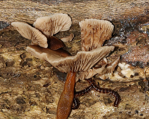 Soft Slipper - Crepidotus mollis This is a lesson in look before you touch. After photographing the tops of these mushrooms, I reached underneath to flip one up to see the gills and grabbed slime, slugs, and millipedes. I still cringe thinking about it.


Habitat: Rotting log; mixed forest
https://www.jungledragon.com/image/131102/soft_slipper_-_crepidotus_mollis.html
https://www.jungledragon.com/image/131104/soft_slipper_-_crepidotus_mollis.html
https://www.jungledragon.com/image/131103/soft_slipper_-_crepidotus_mollis.html Crepidotus mollis,Geotagged,Soft Slipper,Summer,United States