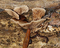 Soft Slipper - Crepidotus mollis This is a lesson in look before you touch. After photographing the tops of these mushrooms, I reached underneath to flip one up to see the gills and grabbed slime, slugs, and millipedes. I still cringe thinking about it.<br />
<br />
<br />
Habitat: Rotting log; mixed forest<br />
https://www.jungledragon.com/image/131102/soft_slipper_-_crepidotus_mollis.html<br />
https://www.jungledragon.com/image/131104/soft_slipper_-_crepidotus_mollis.html<br />
https://www.jungledragon.com/image/131103/soft_slipper_-_crepidotus_mollis.html Crepidotus mollis,Geotagged,Soft Slipper,Summer,United States