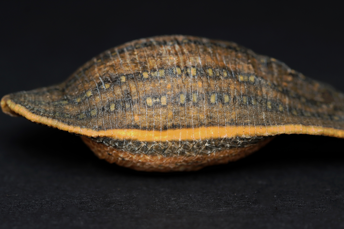 Dried Leech - Phylum Annelida, Class Clitellata, Subclass Hirudinea TL: ~7 cm<br />
<br />
*This is a specimen that&#039;s hard and dry. It really creeps my husband out ;) Annelida,Clitellata,Geotagged,Hirudinea,United States,Winter,leech