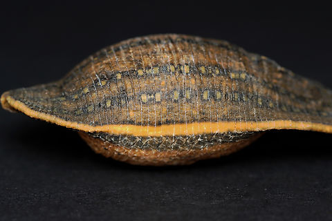 Dried Leech - Phylum Annelida, Class Clitellata, Subclass Hirudinea TL: ~7 cm

*This is a specimen that's hard and dry. It really creeps my husband out ;) Annelida,Clitellata,Geotagged,Hirudinea,United States,Winter,leech