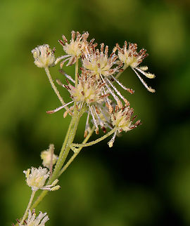 King of the Meadow - Thalictrum pubescens Habitat: Streamside; deciduous forest
https://www.jungledragon.com/image/131142/king_of_the_meadow_-_thalictrum_pubescens.html
https://www.jungledragon.com/image/131144/king_of_the_meadow_-_thalictrum_pubescens.html
https://www.jungledragon.com/image/131143/king_of_the_meadow_-_thalictrum_pubescens.html Geotagged,King of the Meadow,Summer,Thalictrum,Thalictrum pubescens,United States