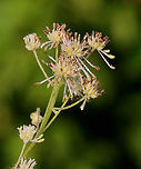 King of the Meadow - Thalictrum pubescens Habitat: Streamside; deciduous forest<br />
https://www.jungledragon.com/image/131142/king_of_the_meadow_-_thalictrum_pubescens.html<br />
https://www.jungledragon.com/image/131144/king_of_the_meadow_-_thalictrum_pubescens.html<br />
https://www.jungledragon.com/image/131143/king_of_the_meadow_-_thalictrum_pubescens.html Geotagged,King of the Meadow,Summer,Thalictrum,Thalictrum pubescens,United States