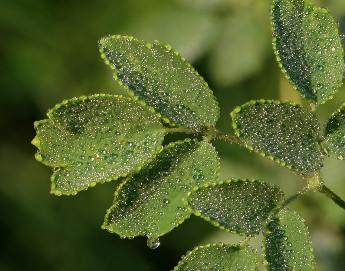King of the Meadow - Thalictrum pubescens Habitat: Streamside; deciduous forest<br />
<figure class="photo"><a href="https://www.jungledragon.com/image/131142/king_of_the_meadow_-_thalictrum_pubescens.html" title="King of the Meadow - Thalictrum pubescens"><img src="https://s3.amazonaws.com/media.jungledragon.com/images/3232/131142_thumb.jpg?AWSAccessKeyId=05GMT0V3GWVNE7GGM1R2&Expires=1769040010&Signature=VJNOHg4PySQOaysbdzmx%2BSFTL48%3D" width="128" height="152" alt="King of the Meadow - Thalictrum pubescens Habitat: Streamside; deciduous forest<br />
https://www.jungledragon.com/image/131142/king_of_the_meadow_-_thalictrum_pubescens.html<br />
https://www.jungledragon.com/image/131144/king_of_the_meadow_-_thalictrum_pubescens.html<br />
https://www.jungledragon.com/image/131143/king_of_the_meadow_-_thalictrum_pubescens.html Geotagged,King of the Meadow,Summer,Thalictrum,Thalictrum pubescens,United States" /></a></figure><br />
<figure class="photo"><a href="https://www.jungledragon.com/image/131144/king_of_the_meadow_-_thalictrum_pubescens.html" title="King of the Meadow - Thalictrum pubescens"><img src="https://s3.amazonaws.com/media.jungledragon.com/images/3232/131144_thumb.jpg?AWSAccessKeyId=05GMT0V3GWVNE7GGM1R2&Expires=1769040010&Signature=zKV1gn1JUp3r19JjA6ggcCDz6rA%3D" width="200" height="128" alt="King of the Meadow - Thalictrum pubescens Habitat: Streamside; deciduous forest<br />
https://www.jungledragon.com/image/131142/king_of_the_meadow_-_thalictrum_pubescens.html<br />
https://www.jungledragon.com/image/131144/king_of_the_meadow_-_thalictrum_pubescens.html<br />
https://www.jungledragon.com/image/131143/king_of_the_meadow_-_thalictrum_pubescens.html Geotagged,King of the Meadow,Summer,Thalictrum pubescens,United States" /></a></figure><br />
<figure class="photo"><a href="https://www.jungledragon.com/image/131143/king_of_the_meadow_-_thalictrum_pubescens.html" title="King of the Meadow - Thalictrum pubescens"><img src="https://s3.amazonaws.com/media.jungledragon.com/images/3232/131143_thumb.jpg?AWSAccessKeyId=05GMT0V3GWVNE7GGM1R2&Expires=1769040010&Signature=ZgzfHNFKJN1R68pzWu3F8FRh2RY%3D" width="200" height="158" alt="King of the Meadow - Thalictrum pubescens Habitat: Streamside; deciduous forest<br />
https://www.jungledragon.com/image/131142/king_of_the_meadow_-_thalictrum_pubescens.html<br />
https://www.jungledragon.com/image/131144/king_of_the_meadow_-_thalictrum_pubescens.html<br />
https://www.jungledragon.com/image/131143/king_of_the_meadow_-_thalictrum_pubescens.html Geotagged,King of the Meadow,Summer,Thalictrum pubescens,United States" /></a></figure> Geotagged,King of the Meadow,Summer,Thalictrum pubescens,United States