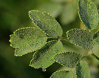 King of the Meadow - Thalictrum pubescens Habitat: Streamside; deciduous forest<br />
https://www.jungledragon.com/image/131142/king_of_the_meadow_-_thalictrum_pubescens.html<br />
https://www.jungledragon.com/image/131144/king_of_the_meadow_-_thalictrum_pubescens.html<br />
https://www.jungledragon.com/image/131143/king_of_the_meadow_-_thalictrum_pubescens.html Geotagged,King of the Meadow,Summer,Thalictrum pubescens,United States