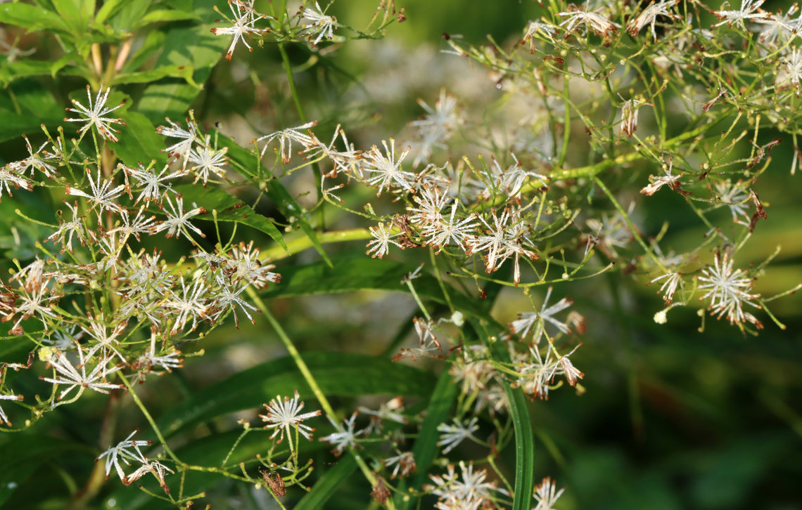 King of the Meadow - Thalictrum pubescens Habitat: Streamside; deciduous forest<br />
<figure class="photo"><a href="https://www.jungledragon.com/image/131142/king_of_the_meadow_-_thalictrum_pubescens.html" title="King of the Meadow - Thalictrum pubescens"><img src="https://s3.amazonaws.com/media.jungledragon.com/images/3232/131142_thumb.jpg?AWSAccessKeyId=05GMT0V3GWVNE7GGM1R2&Expires=1759968010&Signature=a88XWeDRzHIQj%2BJYCod7CoTHraU%3D" width="128" height="152" alt="King of the Meadow - Thalictrum pubescens Habitat: Streamside; deciduous forest<br />
https://www.jungledragon.com/image/131142/king_of_the_meadow_-_thalictrum_pubescens.html<br />
https://www.jungledragon.com/image/131144/king_of_the_meadow_-_thalictrum_pubescens.html<br />
https://www.jungledragon.com/image/131143/king_of_the_meadow_-_thalictrum_pubescens.html Geotagged,King of the Meadow,Summer,Thalictrum,Thalictrum pubescens,United States" /></a></figure><br />
<figure class="photo"><a href="https://www.jungledragon.com/image/131144/king_of_the_meadow_-_thalictrum_pubescens.html" title="King of the Meadow - Thalictrum pubescens"><img src="https://s3.amazonaws.com/media.jungledragon.com/images/3232/131144_thumb.jpg?AWSAccessKeyId=05GMT0V3GWVNE7GGM1R2&Expires=1759968010&Signature=leO0VXsYSijAzUt9z2Qo825d098%3D" width="200" height="128" alt="King of the Meadow - Thalictrum pubescens Habitat: Streamside; deciduous forest<br />
https://www.jungledragon.com/image/131142/king_of_the_meadow_-_thalictrum_pubescens.html<br />
https://www.jungledragon.com/image/131144/king_of_the_meadow_-_thalictrum_pubescens.html<br />
https://www.jungledragon.com/image/131143/king_of_the_meadow_-_thalictrum_pubescens.html Geotagged,King of the Meadow,Summer,Thalictrum pubescens,United States" /></a></figure><br />
<figure class="photo"><a href="https://www.jungledragon.com/image/131143/king_of_the_meadow_-_thalictrum_pubescens.html" title="King of the Meadow - Thalictrum pubescens"><img src="https://s3.amazonaws.com/media.jungledragon.com/images/3232/131143_thumb.jpg?AWSAccessKeyId=05GMT0V3GWVNE7GGM1R2&Expires=1759968010&Signature=erEV0ArcwfY07dzRKVDwuDRIx8A%3D" width="200" height="158" alt="King of the Meadow - Thalictrum pubescens Habitat: Streamside; deciduous forest<br />
https://www.jungledragon.com/image/131142/king_of_the_meadow_-_thalictrum_pubescens.html<br />
https://www.jungledragon.com/image/131144/king_of_the_meadow_-_thalictrum_pubescens.html<br />
https://www.jungledragon.com/image/131143/king_of_the_meadow_-_thalictrum_pubescens.html Geotagged,King of the Meadow,Summer,Thalictrum pubescens,United States" /></a></figure> Geotagged,King of the Meadow,Summer,Thalictrum pubescens,United States