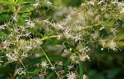 King of the Meadow - Thalictrum pubescens Habitat: Streamside; deciduous forest
https://www.jungledragon.com/image/131142/king_of_the_meadow_-_thalictrum_pubescens.html
https://www.jungledragon.com/image/131144/king_of_the_meadow_-_thalictrum_pubescens.html
https://www.jungledragon.com/image/131143/king_of_the_meadow_-_thalictrum_pubescens.html Geotagged,King of the Meadow,Summer,Thalictrum pubescens,United States