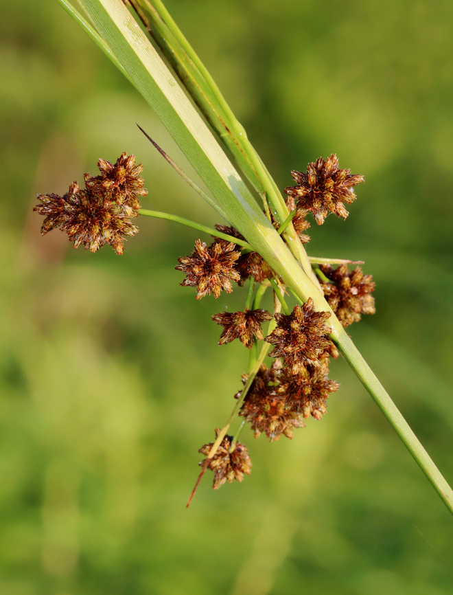 Dark Green Bulrush - Scirpus atrovirens Habitat: Wetland margin/meadow&#039;s edge Dark Green Bulrush,Geotagged,Scirpus,Scirpus atrovirens,Summer,United States,bulrush