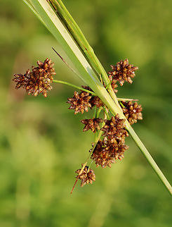 Dark Green Bulrush - Scirpus atrovirens Habitat: Wetland margin/meadow's edge Dark Green Bulrush,Geotagged,Scirpus,Scirpus atrovirens,Summer,United States,bulrush