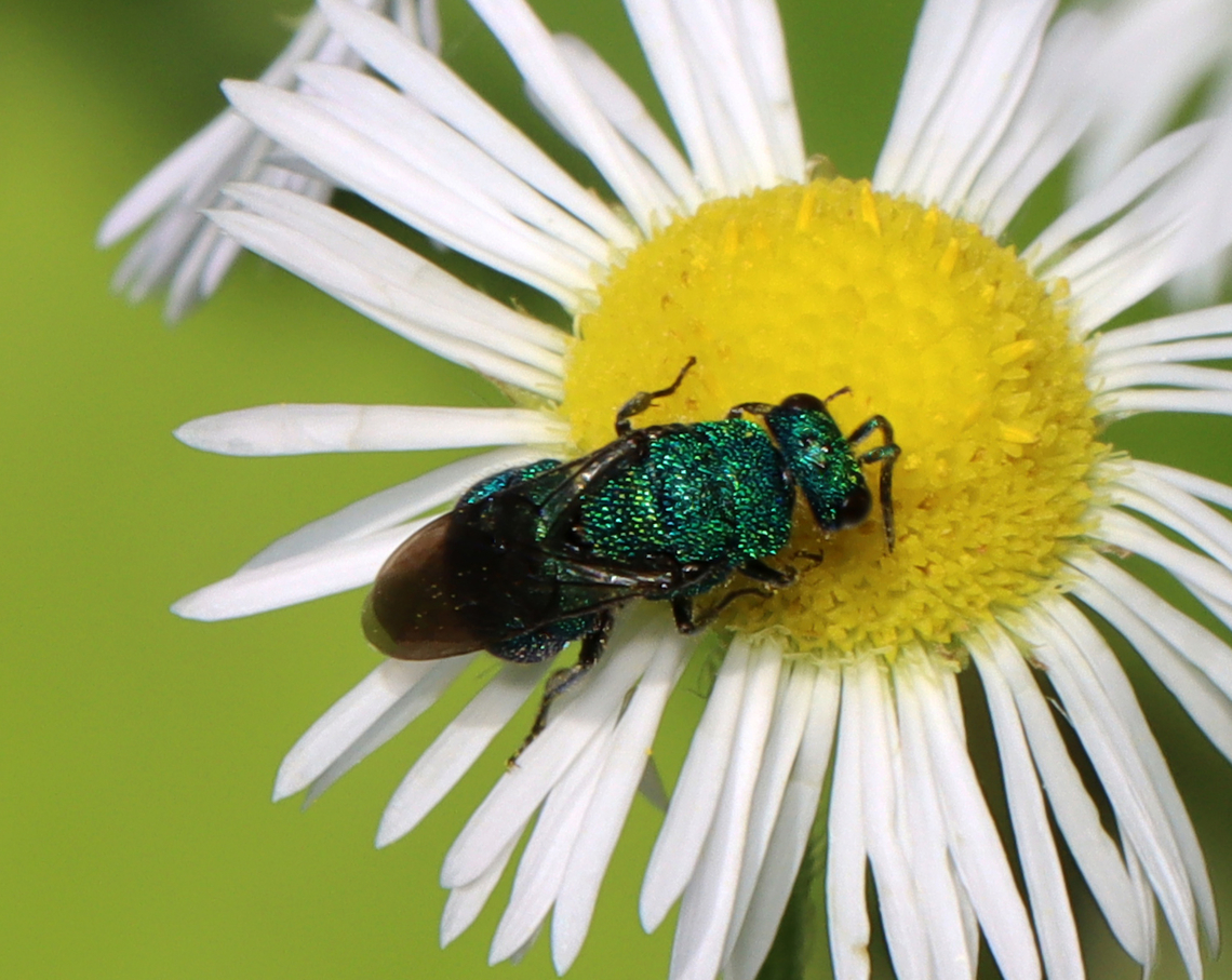 Cuckoo Wasp - Hedychrum sp. Habitat: Garden Geotagged,Hedychrum,Summer,United States,cuckoo wasp