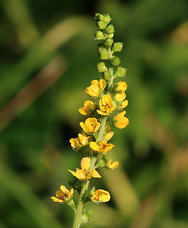 Agrimony - Agrimonia sp. Habitat: Meadow; near a stream Agrimonia,Agrimony,Geotagged,Summer,United States