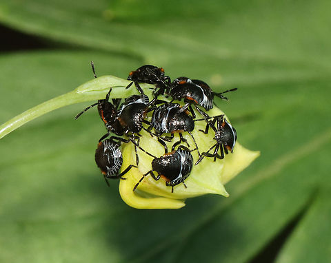 Green Stink Bug Nymphs - Chinavia hilaris Habitat: Deciduous forest; their eggs may have been nearby, but I didn't see them Chinavia,Chinavia hilaris,Geotagged,Green stink bug,Summer,United States,nymph,stink bug