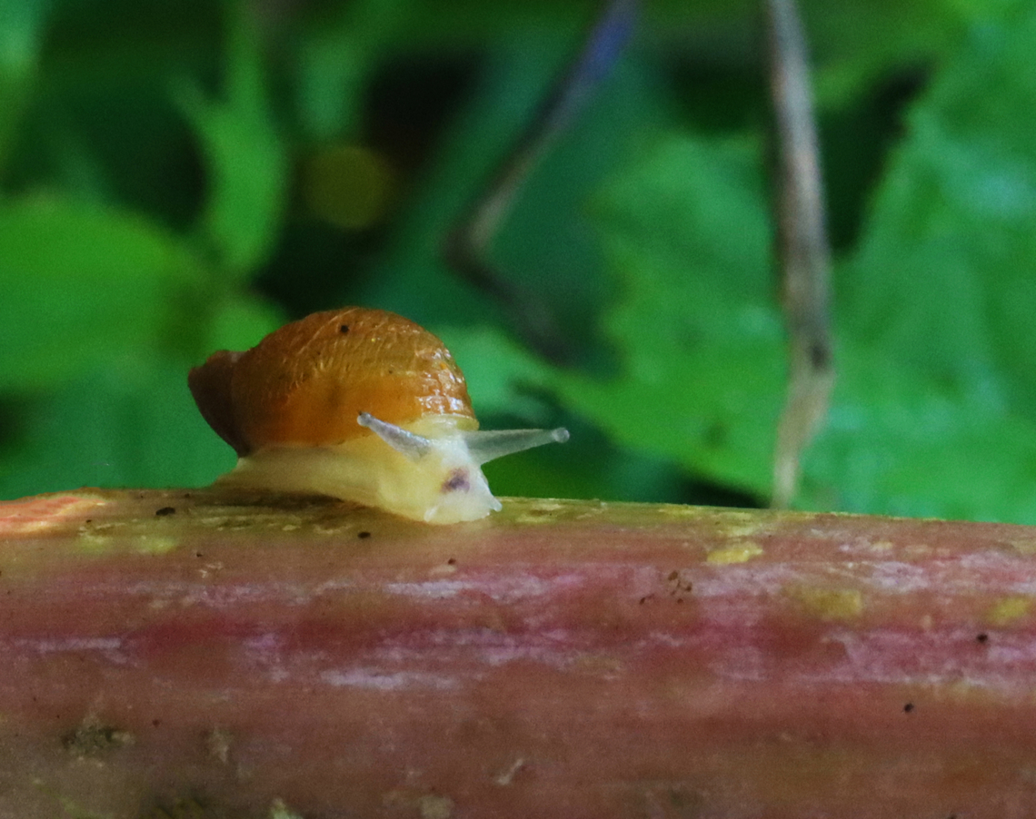 Terrestrial Snail - Succinea sp. Habitat: On vegetation in a meadow/wetland edge Geotagged,Succinea,Summer,United States,snail