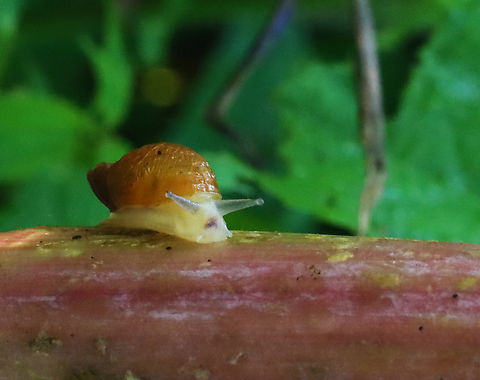 Terrestrial Snail - Succinea sp. Habitat: On vegetation in a meadow/wetland edge Geotagged,Succinea,Summer,United States,snail