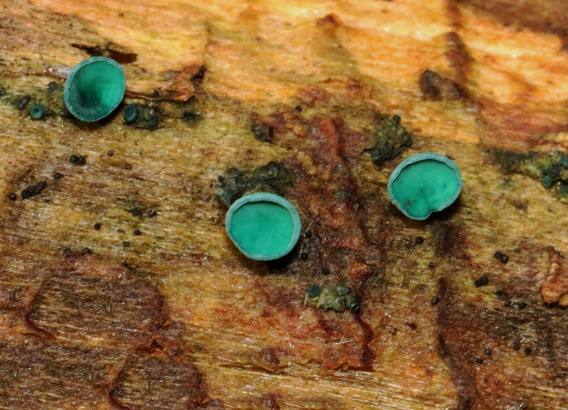 Turquoise Elfcup - Chlorciboria aeruginosa Habitat: Rotting wood Chlorciboria,Chlorociboria aeruginosa,Geotagged,Summer,Turquoise Elfcup,United States,elfcup,fungus