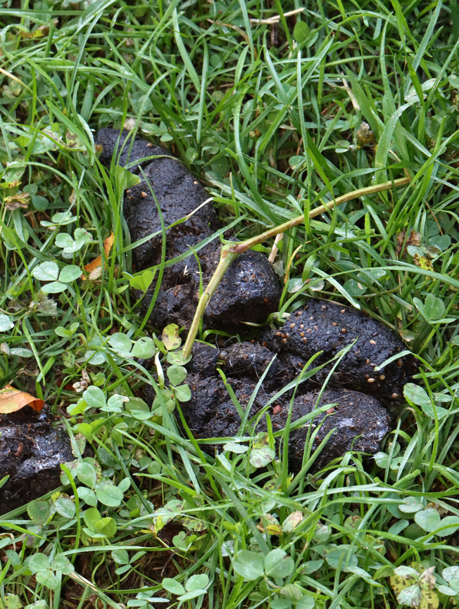Black Bear (Ursus americanus) Scat Tubular black bear scat. <br />
<br />
Habitat: Meadow edge Geotagged,Summer,United States,black bear,black bear sign,poop,scat,signs of wildlife