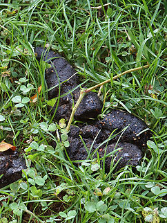 Black Bear (Ursus americanus) Scat Tubular black bear scat. 

Habitat: Meadow edge Geotagged,Summer,United States,black bear,black bear sign,poop,scat,signs of wildlife