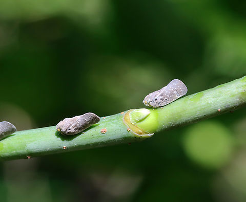Citrus Flatid Planthopper - Metcalfa pruinosa Habitat: Meadow Citrus flatid planthopper,Geotagged,Metcalfa,Metcalfa pruinosa,Summer,United States,planthopper