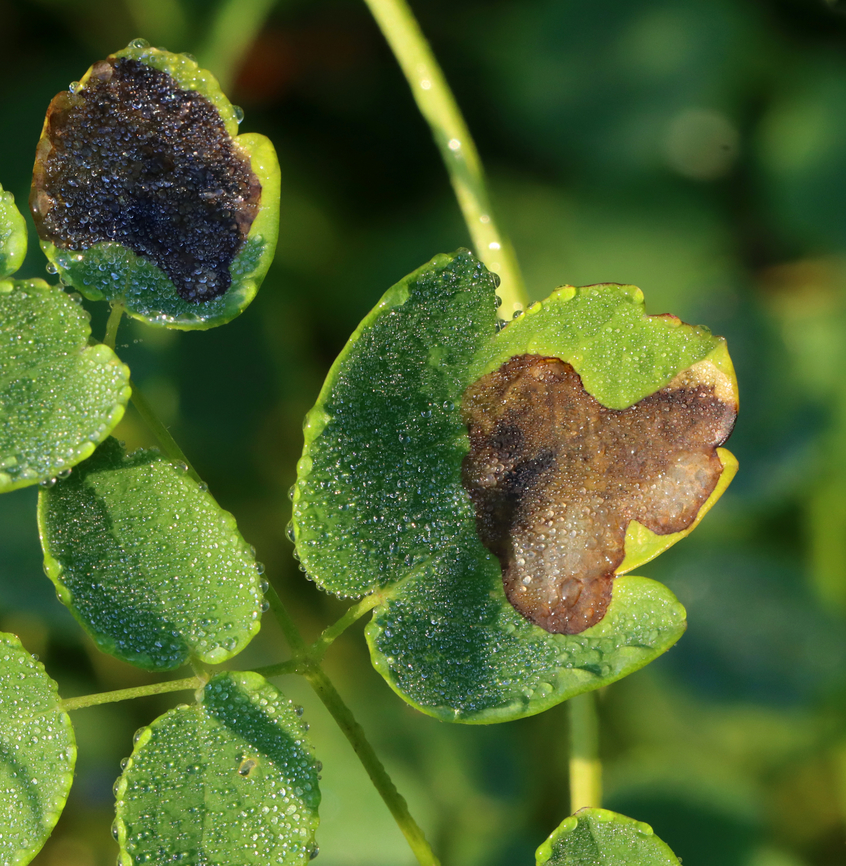 Leaf Mines - Phytomyza plumiseta Host: Thalictrum pubescens Geotagged,Phytomyza,Phytomyza plumiseta,Summer,Thalictrum,Thalictrum pubescens,United States,leaf mine,leafminer