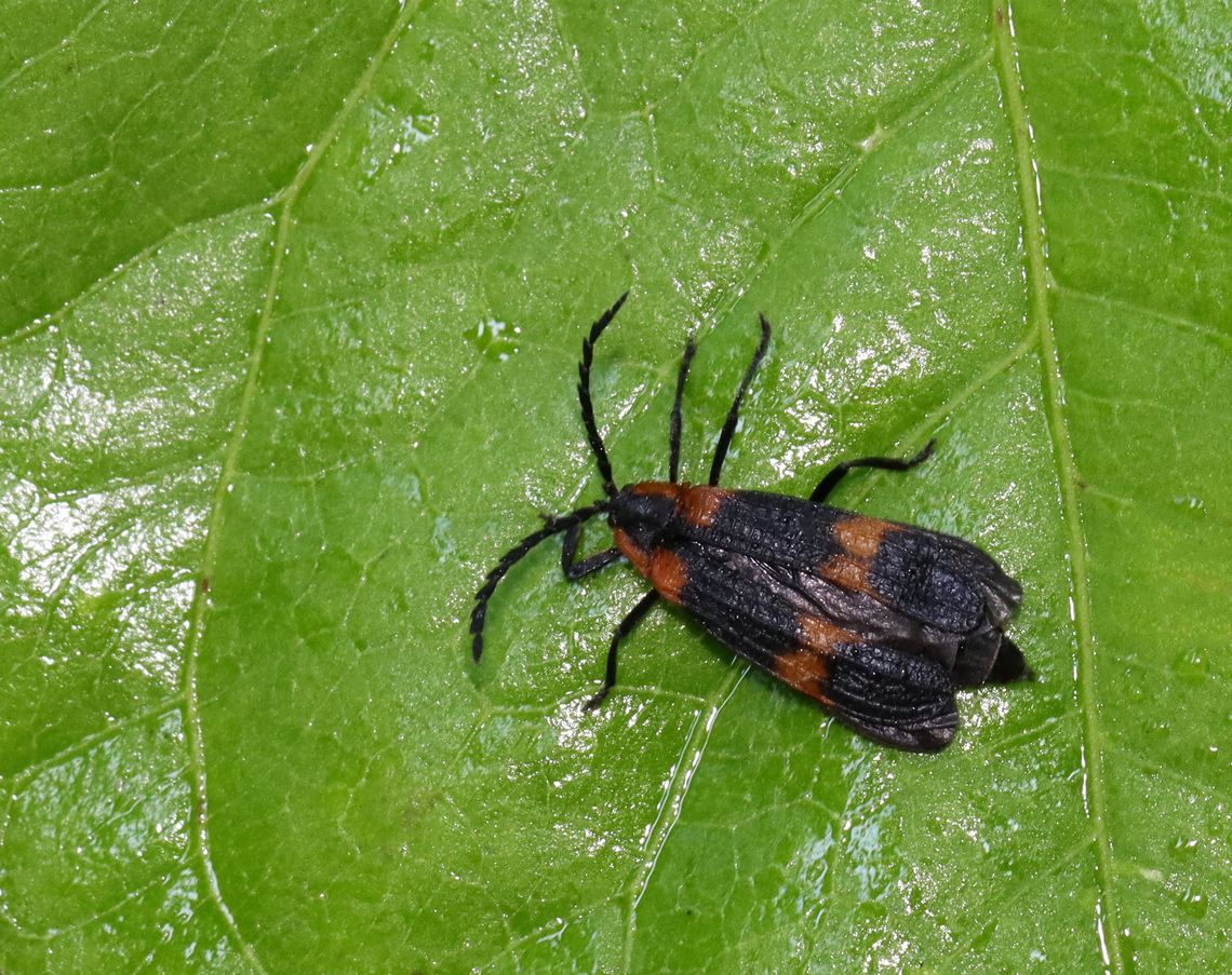 Banded Net-winged Beetle - Calopteron discrepans *Tentative species ID - the orange band on the elytra is so thin that I&#039;m not sure if the species ID is correct.<br />
<br />
Habitat: Deciduous forest Banded net-winged beetle,Calopteron,Calopteron discrepans,Geotagged,Summer,United States,beetle