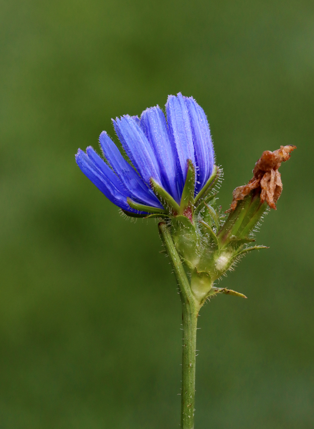 Chicory - Cichorium intybus Chicory has a tough, hairy stem that grows up to 100 cm tall. The flower heads grow up to approximately 4 cm wide, and are usually lavender - blue in color.<br />
<br />
Chicory is often used in salad, as a food additive, medicinally, and used in adulterated coffee.<br />
<br />
Habitat: Meadow Cichorium,Cichorium intybus,Common Chicory,Geotagged,Summer,United States,chicory