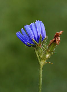 Chicory - Cichorium intybus Chicory has a tough, hairy stem that grows up to 100 cm tall. The flower heads grow up to approximately 4 cm wide, and are usually lavender - blue in color.

Chicory is often used in salad, as a food additive, medicinally, and used in adulterated coffee.

Habitat: Meadow Cichorium,Cichorium intybus,Common Chicory,Geotagged,Summer,United States,chicory