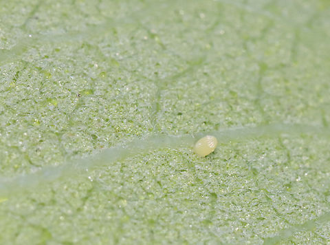 Monarch Butterfly Egg - Danaus plexippus Habitat: Milkweed Danaus,Danaus plexippus,Geotagged,Monarch butterfly,Summer,United States,egg,monarch egg