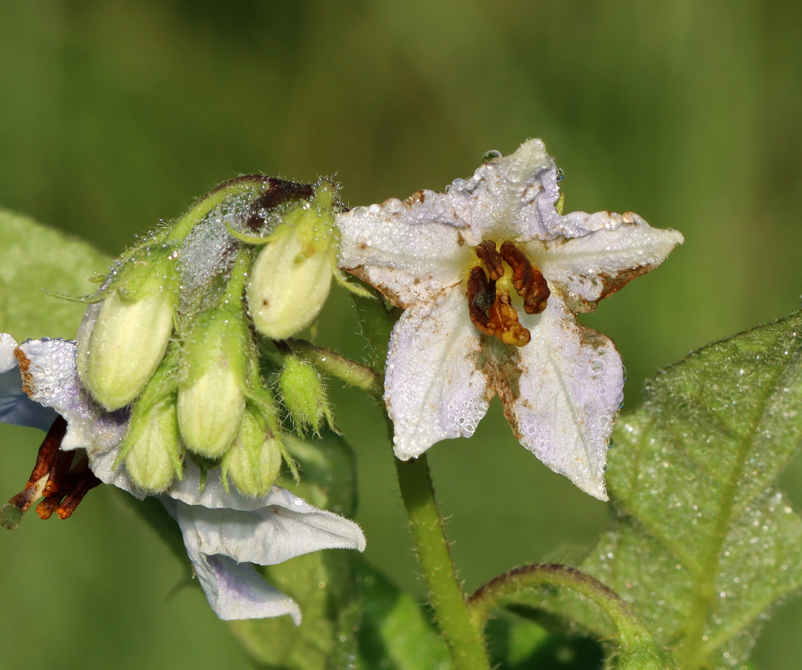Carolina Horsenettle - Solanum carolinense All parts of this plant are poisonous to varying degrees due to the presence of solanine, which is a toxic alkaloid. Ingesting any part of the plant can cause fever, headache, nausea, vomiting, and diarrhea. Even worse, eating the fruit can cause severe abdominal pain, circulatory and respiratory depression, and death.<br />
<br />
Habitat: field/pasture Carolina horsenettle,Geotagged,Horsenettle,Solanum,Solanum carolinense,Summer,United States