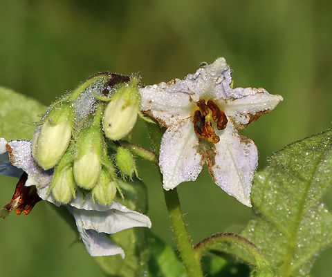 Carolina Horsenettle - Solanum carolinense All parts of this plant are poisonous to varying degrees due to the presence of solanine, which is a toxic alkaloid. Ingesting any part of the plant can cause fever, headache, nausea, vomiting, and diarrhea. Even worse, eating the fruit can cause severe abdominal pain, circulatory and respiratory depression, and death.

Habitat: field/pasture Carolina horsenettle,Geotagged,Horsenettle,Solanum,Solanum carolinense,Summer,United States