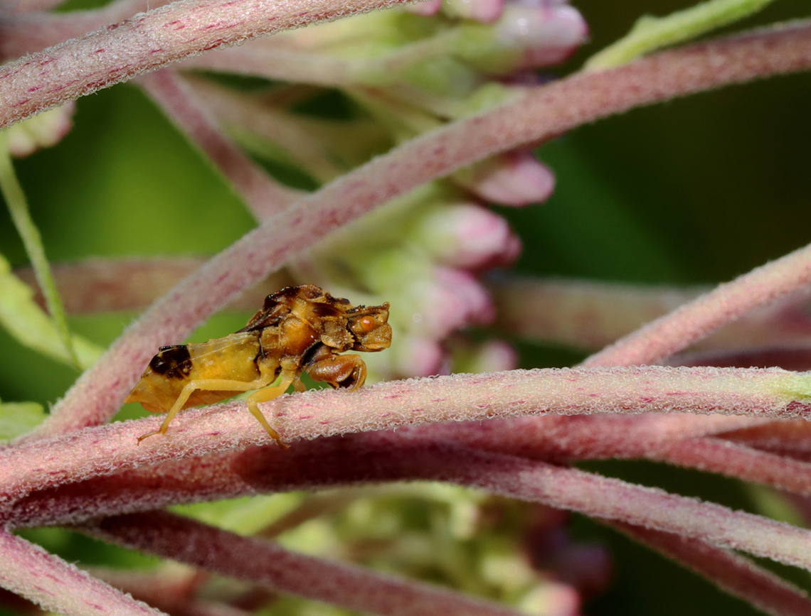 Ambush Bug - Phymata sp. Probably Phymata americana or Phymata fasciata.<br />
<br />
Habitat: Meadow Geotagged,Summer,United States,ambush bug,bug,phymata